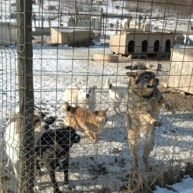 O viata noua, in adapostul deschis din Bihor, pentru cainii salvati din adaposturile din Bacau, Braila si A.D.P. Oradea